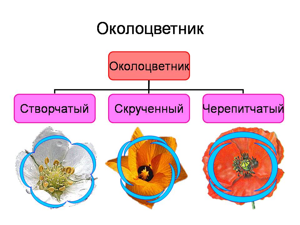 Презентация - Строение цветка