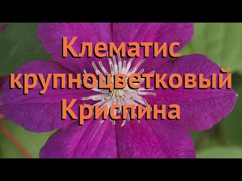 Клематис Утопия (Clematis Utopia) - описание сорта, фото ...