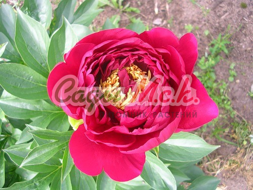 Пион Диана Паркс 🌸 (PAEONIA DIANA PARKS ) | Цветочная ...