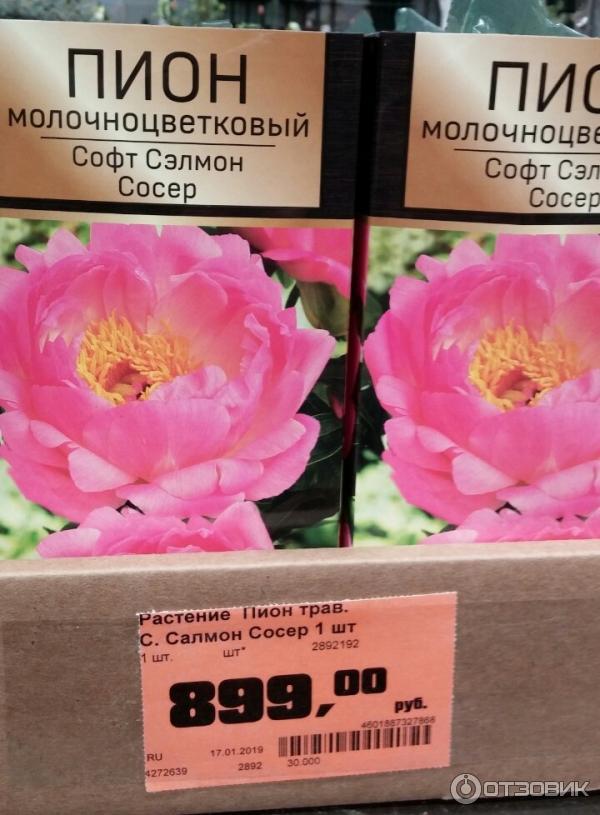 Пион Поль М Вайлд: купить саженцы Paeonia Paul M Wild в Москве