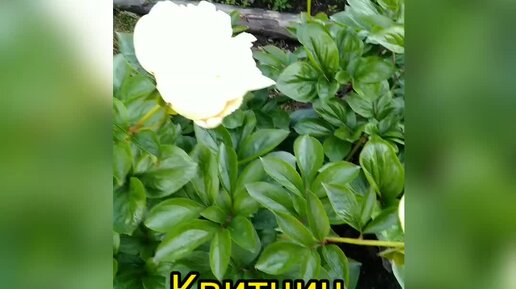 EXOTFLOWERS >> Каталог многолетников >> Пионы