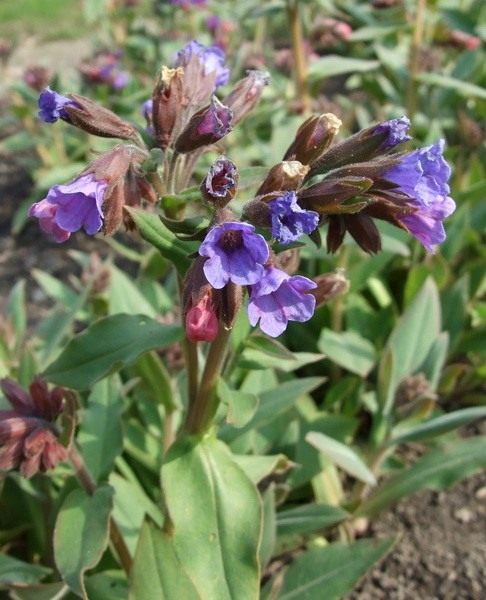 Медуница – Pulmonaria – Медунка