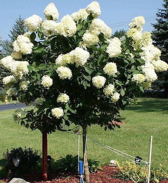 Hydrangea paniculata Polar Bear ...