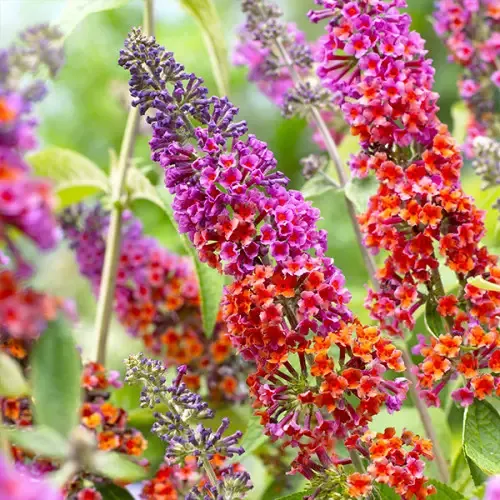 Buddleja Lila Sweetheart ...