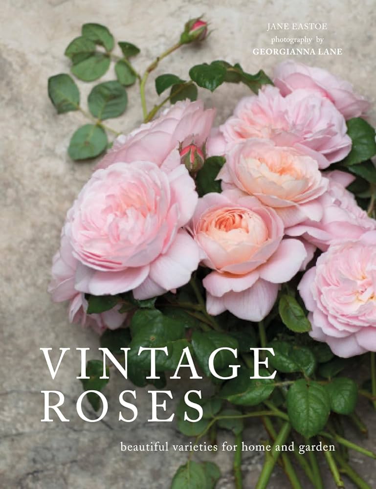 Vintage Rose Background Images - Free Download on Freepik