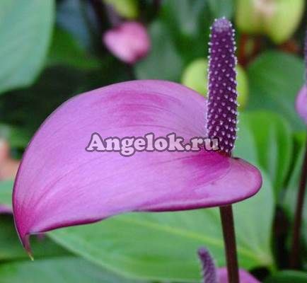 Антуриум Андрэ сиреневый (Anthurium Andreanum) Каталог ...