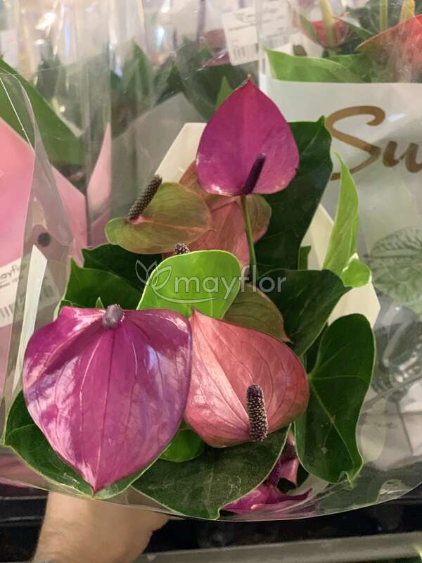 Антуриум - Anthurium Karma Purple - 46,00 лв. - airplantsbg.com