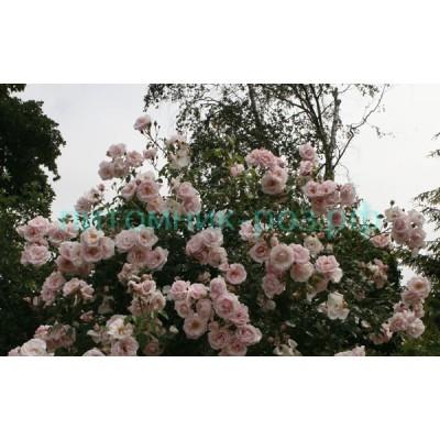 Image Climbing rose (Rosa New Dawn) - 486083 - Images of ...