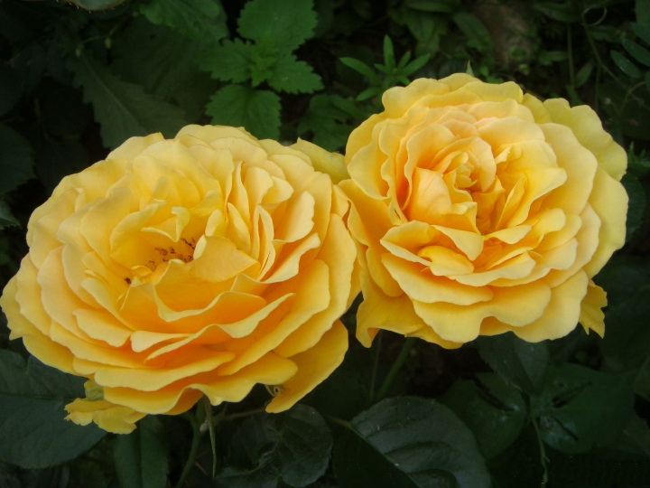 Купить Роза флорибунда Амбер Квин Rosa floribunda Amber Queen ...