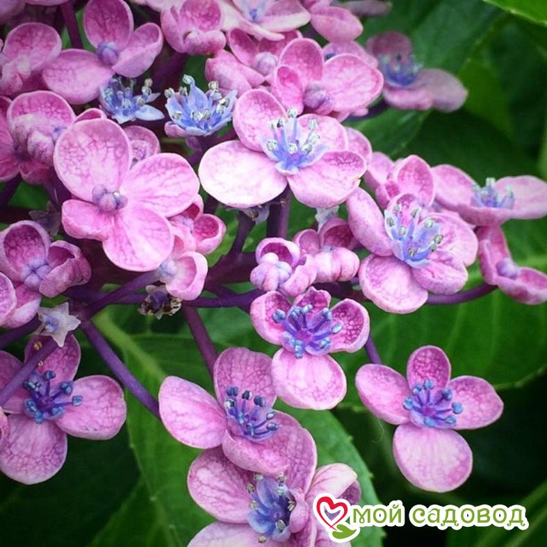 Гортензия крупнолистная Аиша, Hydrangea macrophylla Ayesha ...