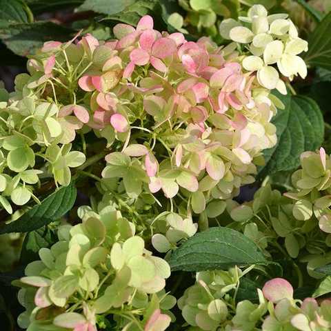 Гортензия садовая (Hydrangea paniculata Sieb) Стоковое фото ...