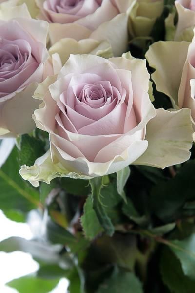 A beautiful white rose with morning dew on its... - Stock ...