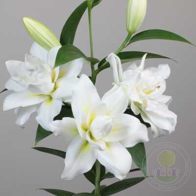 Лилия Близзард Lilium Blizzard — RoseCatalog.ru