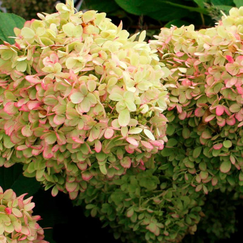 Гортензия метельчатая Баттерфляй (Hydrangea paniculata ...