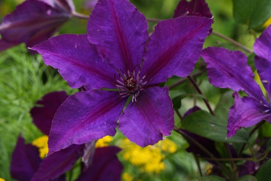 Ningpo clematis 'Gipsy Queen ...