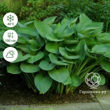 Kingsize hosta, живовляк лилия - листа ...