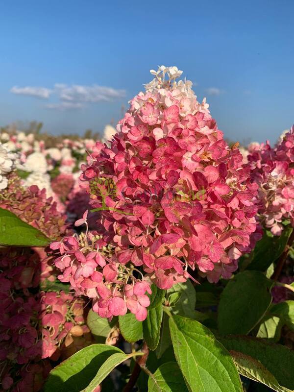 Hydrangea paniculata Pinky Promise-Гортензия метельчатая ...