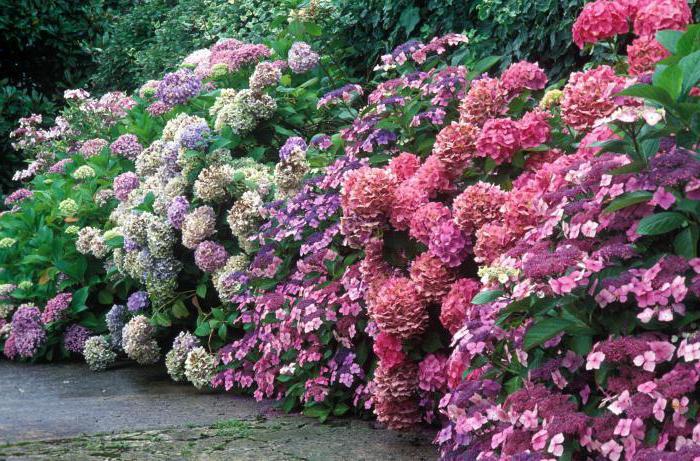 Hydrangea arborescens `Pink Annabelle ...