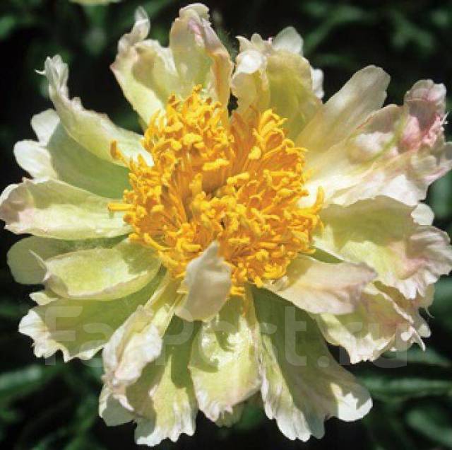 Green Lotus | American Peony Society