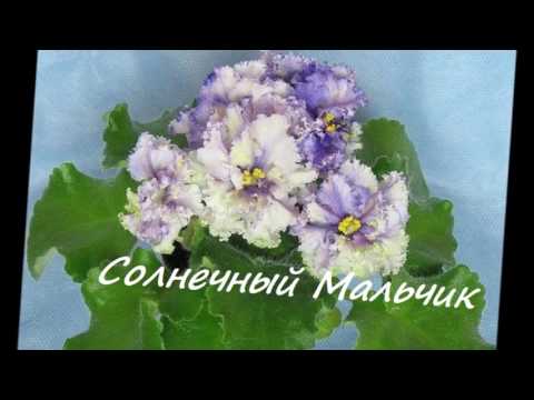 Сортовые фиалки Редкие сорта фиалок. Детки фиалок, Объявления ...