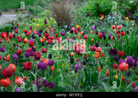 Tulipa Lasting Love... stock photo by Visions Premium, Image ...