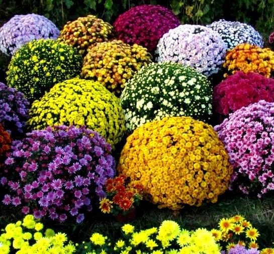 Хризантема корейская Белая ночь (Chrysanthemum koreanum Белая ...