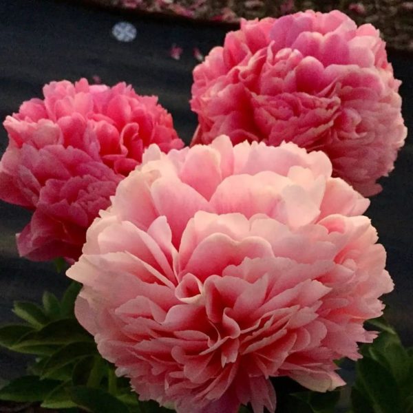 Paeonia Joanna Marlene Пион Джоанна Марлен