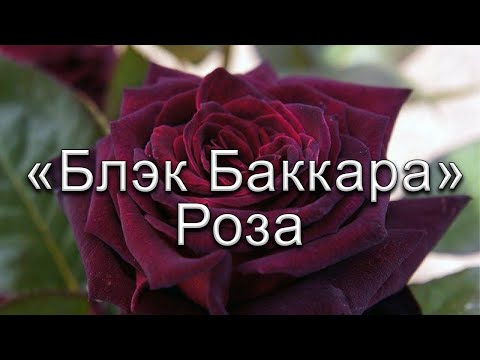 Роза чайно-гибридная Роял Баккара (Royal Baccara) купить ...