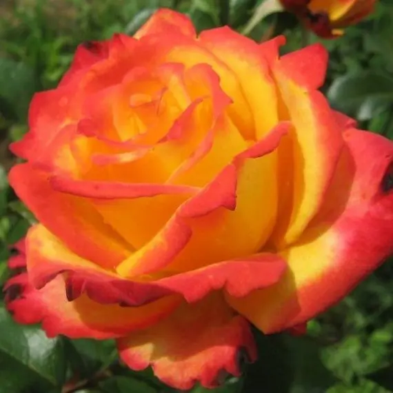 Coral Miracle™ - Bare Root - Certified Roses