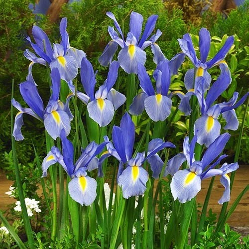 Ирис голландский (Iris hollandica) «Eye of the Tiger» - «Feel ...