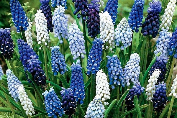 Цветы Мускари (Muscari): виды растения и фото, посадка и уход