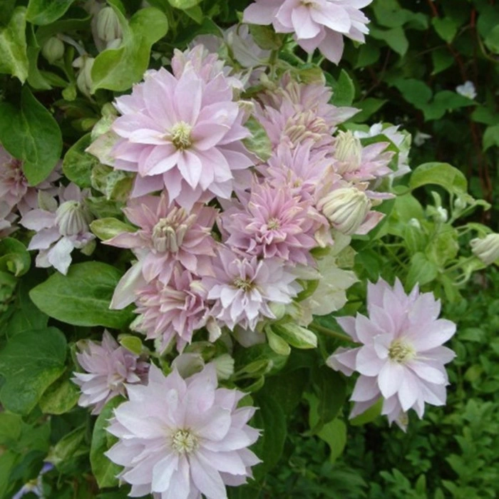 Clematis DANCING KING (EL) — Растения Оптовая FlorAccess