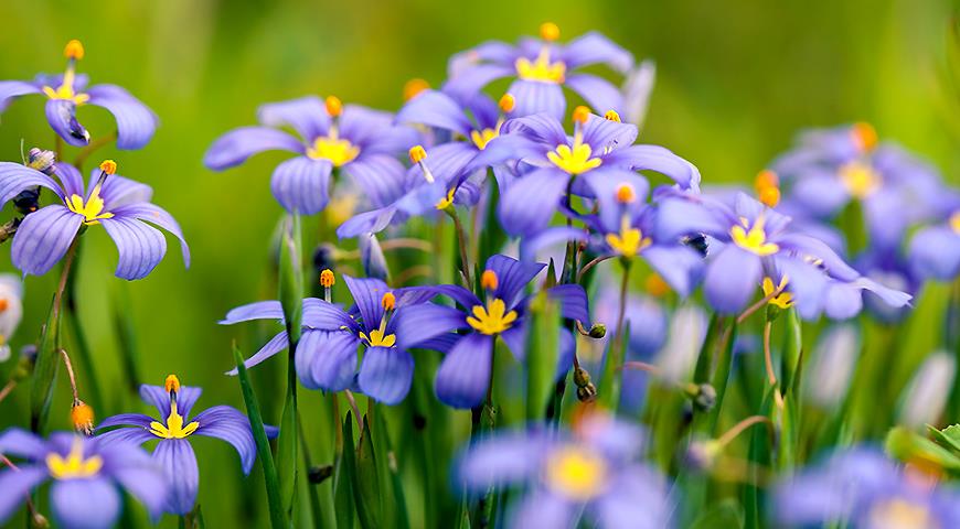 Sisyrinchium montanum ...