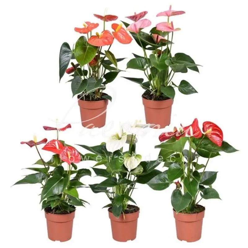 Антуриум Андре Карма микс Anthurium andraeanum Karma mix 60 ...