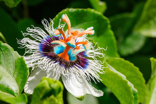 Passiflora EDULIS или Маракуйя (семена)