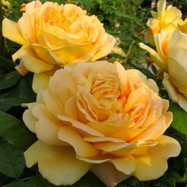 Rosa 'Golden Celebration' — Википедия