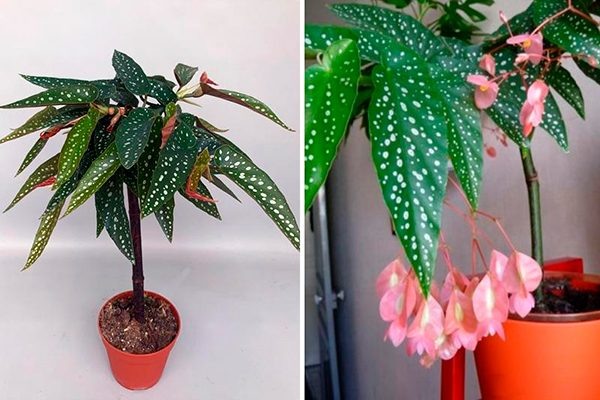 Бегония пятнистая (Begonia maculata) / Бегония пятнистая ...