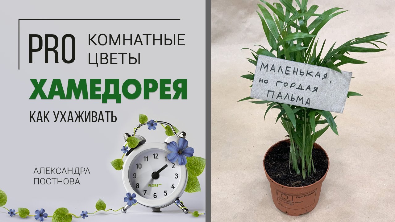 Хамедорея изящная: особенности и уход - Flowers.ua