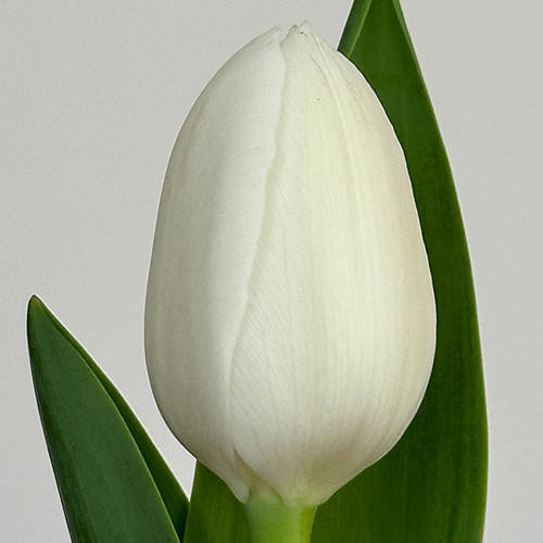 Заказать Tulipa White Liberstar с доставкой - Bloom.by