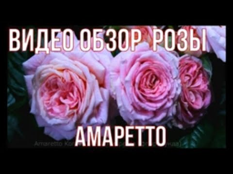 Саженец розы флорибунда сорт Амаретто С6 — цена в Энгельсе ...