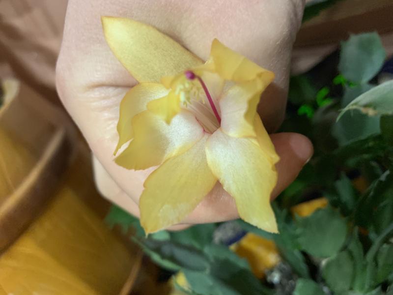 GOLDEN FEVER — thanksgiving cactus ...