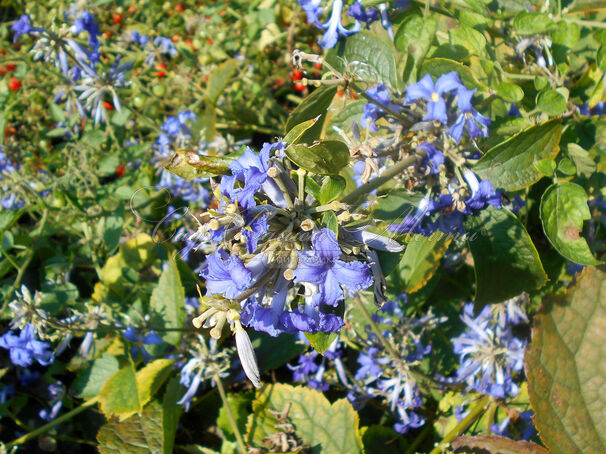 Clematis 'Cassandra' Powojnik barszczolistny, rurkowaty