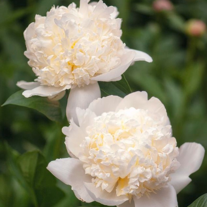 Paeonia Pink Hawaiian Coral ...