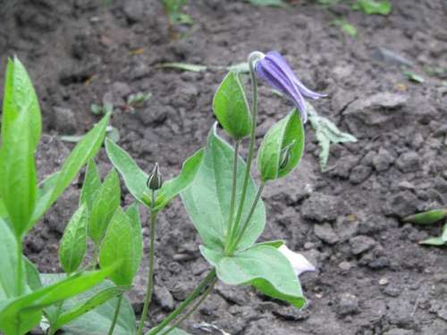 Клематис цельнолистный 'Арабелла' / Clematis integrifolia ...