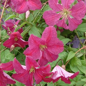 Clematis Lucky Charm