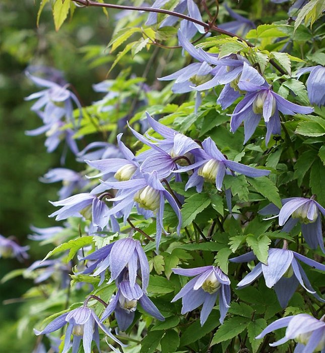 Blue Clematis Photograph by Michelle Cruz - Fine Art America