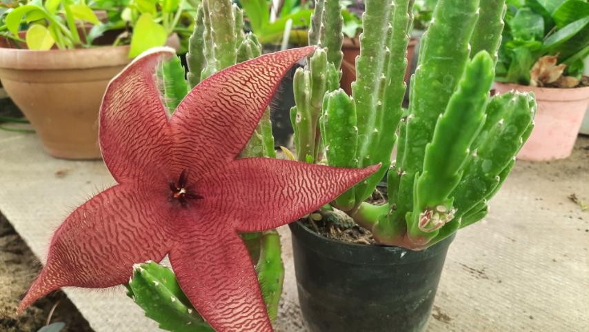 Stapelia MIXED (Стапелия): купить 2 семени c доставкой почтой ...