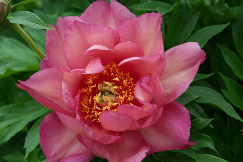 Paeonia Itoh 'Magical Mystery Tour ...