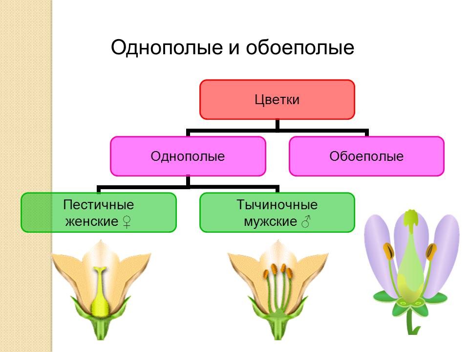 Цветок