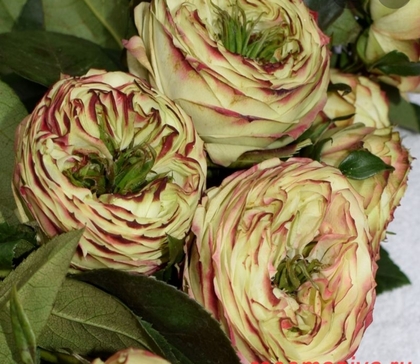 Rose Spray Latin Pompon 50cm | Wholesale Dutch Flowers ...